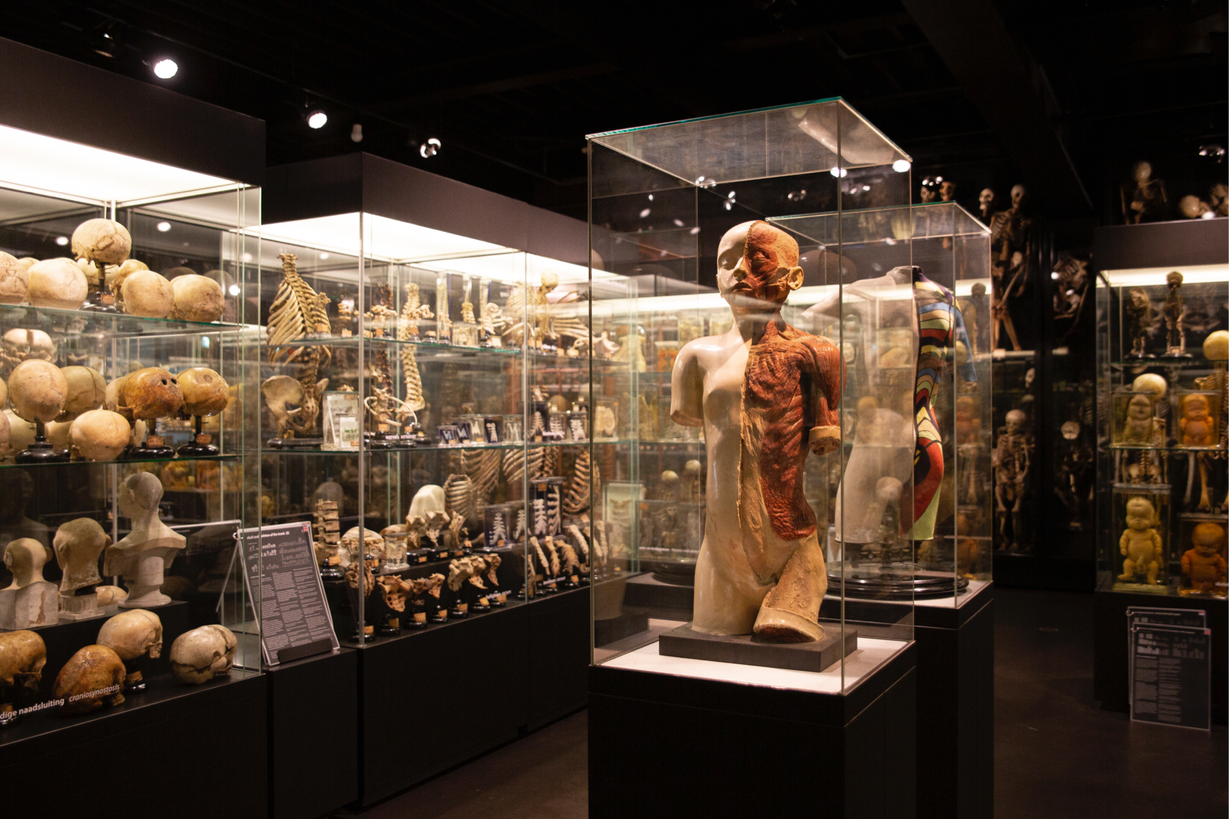 Vrolik Museum